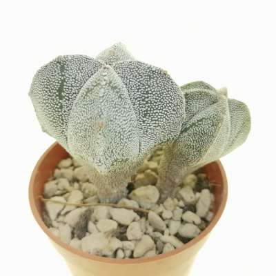 Astrophytum myriostigma var. quadricostatum - Giromagi