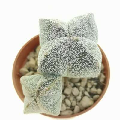 Astrophytum myriostigma var. quadricostatum - Giromagi