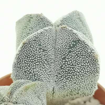 Astrophytum myriostigma var. quadricostatum - Giromagi