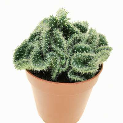 Opuntia cylindrica f. crestata - Giromagi