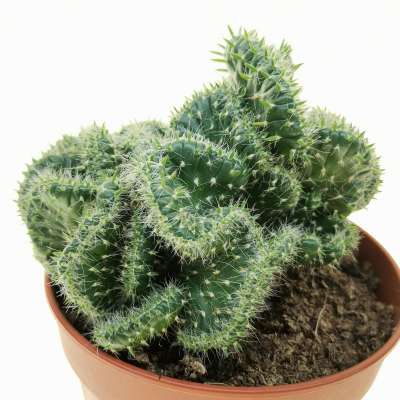 Opuntia cylindrica f. crestata - Giromagi