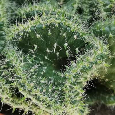 Opuntia cylindrica f. crestata - Giromagi