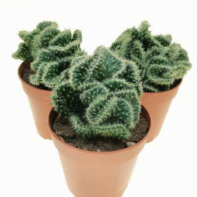 Opuntia cylindrica f. crestata - Giromagi