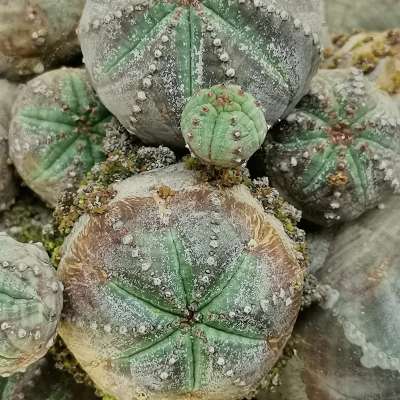 Euphorbia pseudoglobosa f. mostruosa - Giromagi