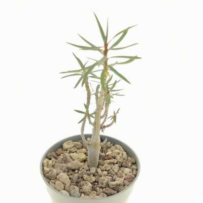 Euphorbia balsamifera - Giromagi