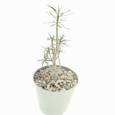 Euphorbia balsamifera - Giromagi