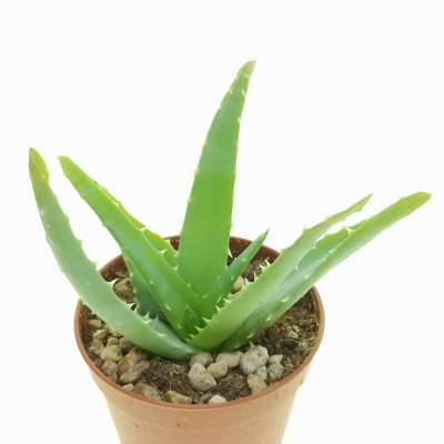 Aloe arborescens - Giromagi