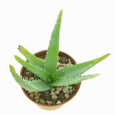 Aloe arborescens - Giromagi