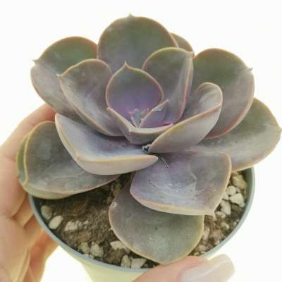 Echeveria 'Perle von Nürnberg' - Giromagi