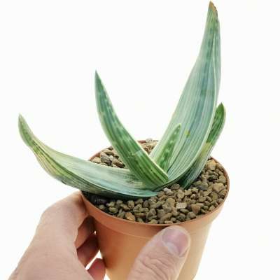 Aloe striata subs. karasbergensis