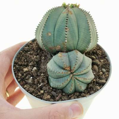 Euphorbia obesa  (Rare form)