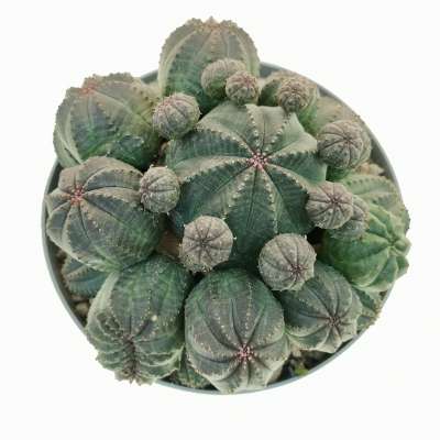 Euphorbia obesa cv. prolifera f. crestata (Rare form) - Giromagi