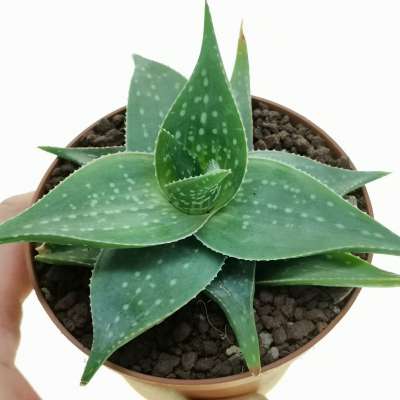 Aloe deltoideodonta var. breviflora - Giromagi