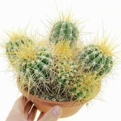 Trichocereus chiloensis 'zizikianus'