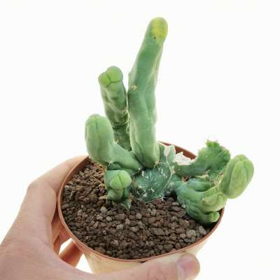 Trichocereus bridgesii mostruoso crestato variegato