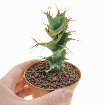 Euphorbia tortirama (Own roots)