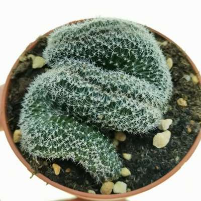 Lobivia densispina f. crestata (Own roots)