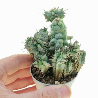 Euphorbia horrida f. mostruosa
