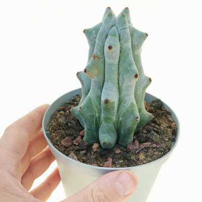 Stenocereus beneckei