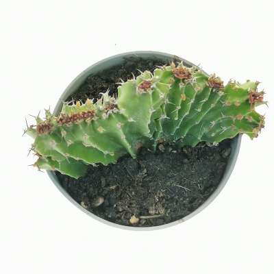 Euphorbia jubata f. crestata - Giromagi