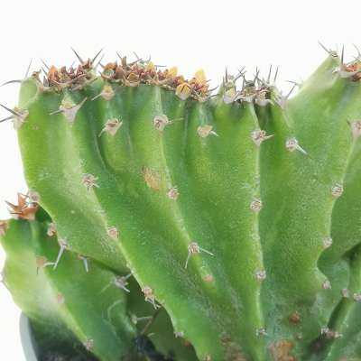 Euphorbia jubata f. crestata - Giromagi