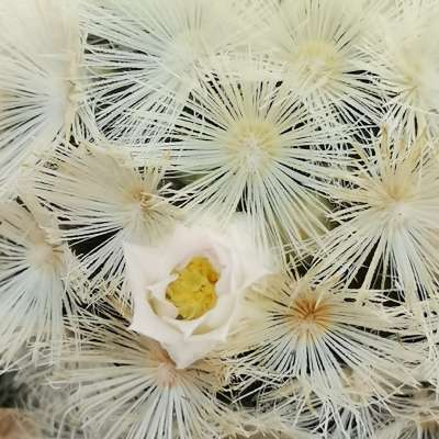 Mammillaria carmenae - Giromagi