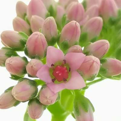 Crassula cv. Bride's Bouquet