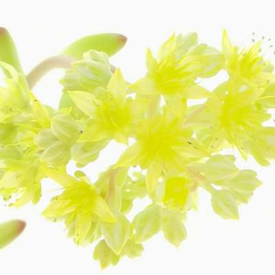 Sedum pachyphyllum - Giromagi