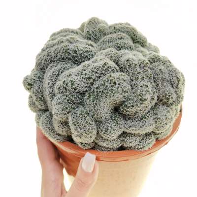 Lobivia densispina f. crestata (Own roots)