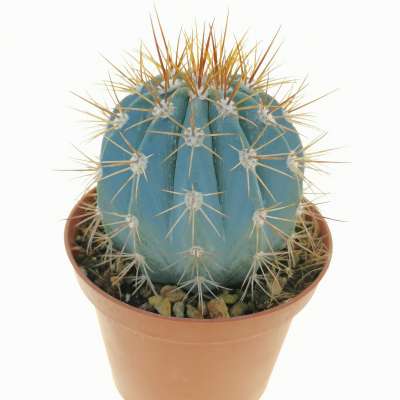 Melocactus azureus - Giromagi