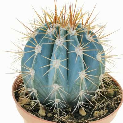 Melocactus azureus - Giromagi