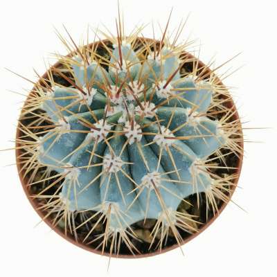 Melocactus azureus - Giromagi