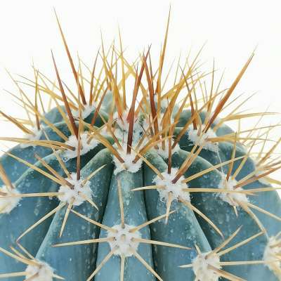 Melocactus azureus - Giromagi
