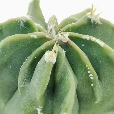 Astrophytum hybrid cv. curlispine irregular ribes nudum - Giromagi