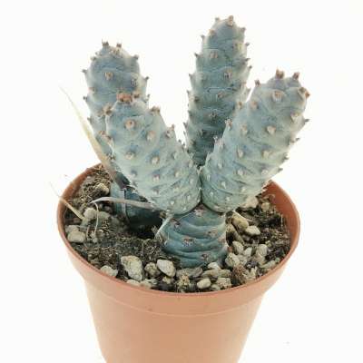 Tephrocactus articulatus var. strobiliformis - Giromagi