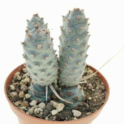 Tephrocactus articulatus var. strobiliformis - Giromagi