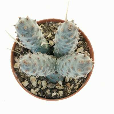 Tephrocactus articulatus var. strobiliformis - Giromagi