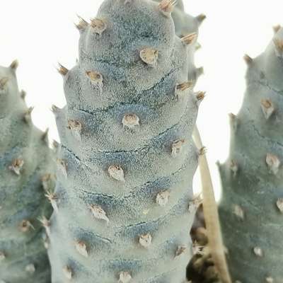 Tephrocactus articulatus var. strobiliformis - Giromagi