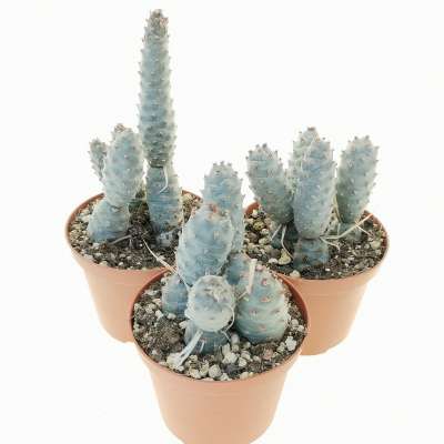 Tephrocactus articulatus var. strobiliformis - Giromagi