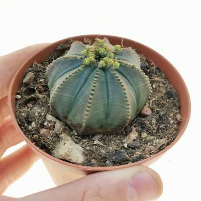Euphorbia obesa | Giromagi cactus and succulents for sale | Buy 