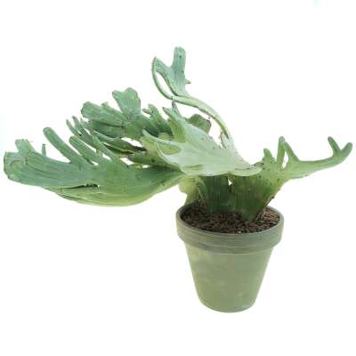 Senecio anteuphorbium f. crestata - Giromagi