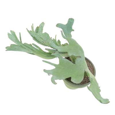 Senecio anteuphorbium f. crestata - Giromagi