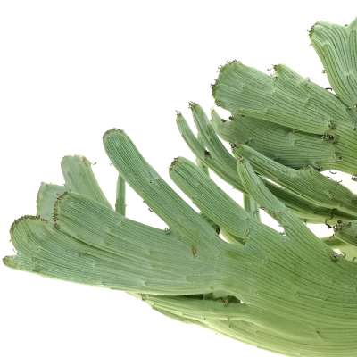 Senecio anteuphorbium f. crestata - Giromagi