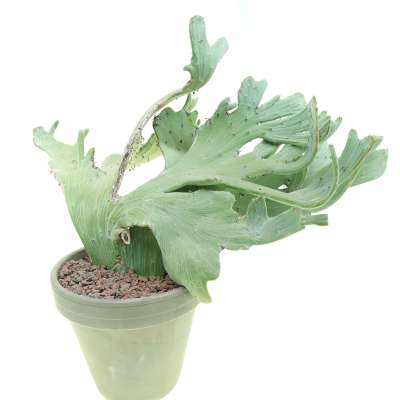 Senecio anteuphorbium f. crestata - Giromagi