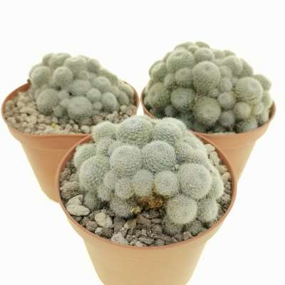 Sulcorebutia sunrise - Giromagi