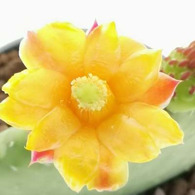 Opuntia inamoena - Giromagi