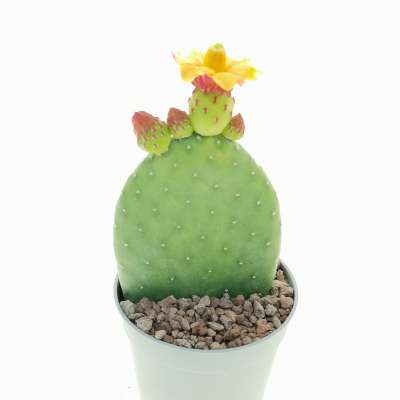 Opuntia inamoena - Giromagi