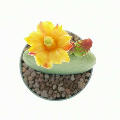 Opuntia inamoena - Giromagi