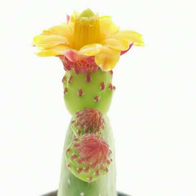Opuntia inamoena - Giromagi
