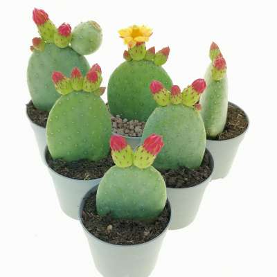 Opuntia inamoena - Giromagi